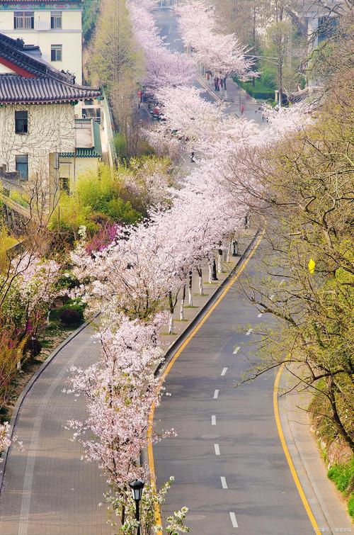 中国哪里的樱花好看?盘点国内十大绝美赏樱胜地 大连旅顺樱花园:北方樱花,历史与自然