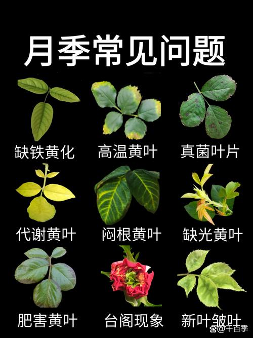 玫瑰花叶子发黄干枯的常见原因与逐项排查处理方法 常见原因列表