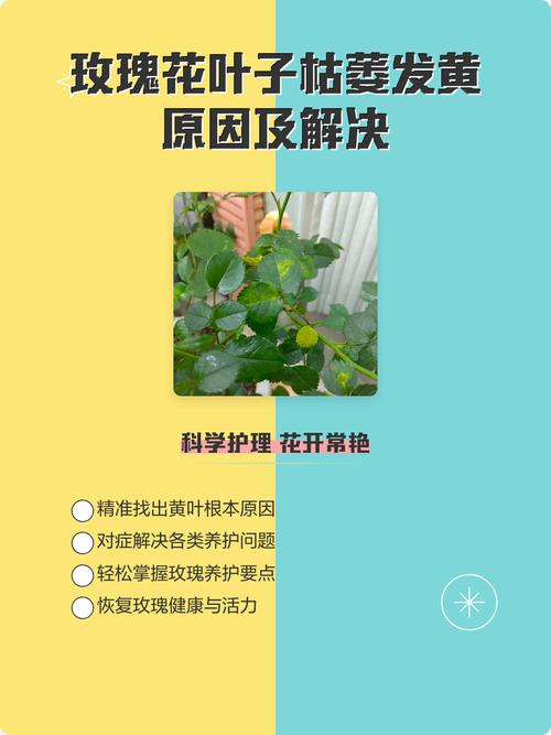 玫瑰花叶子发黄干枯的常见原因与逐项排查处理方法 处理办法