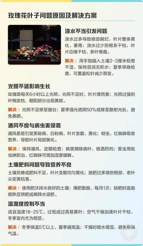 玫瑰花叶子发黄干枯的常见原因与逐项排查处理方法 分步排查清单