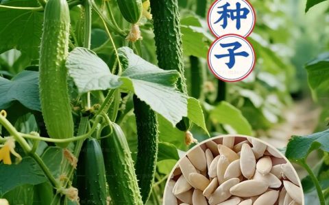 什么黄瓜种子最好？2025年资深菜农的品种选择指南