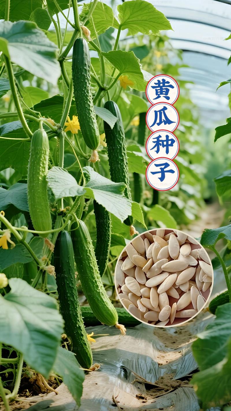 什么黄瓜种子最好?2025年资深菜农的品种选择指南 一、按栽培环境选种