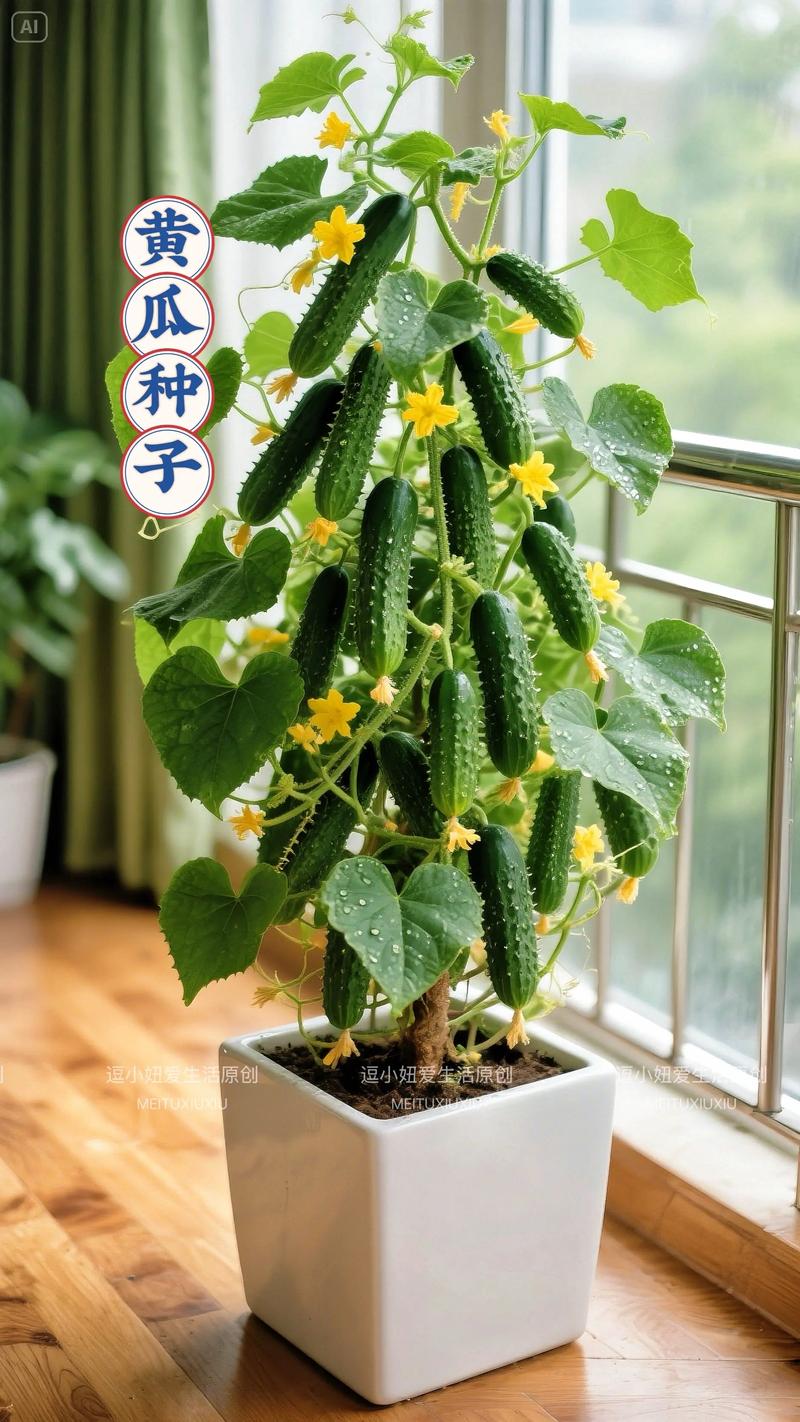 什么黄瓜种子最好?2025年资深菜农的品种选择指南 三、避坑指南:如何买到真种子?