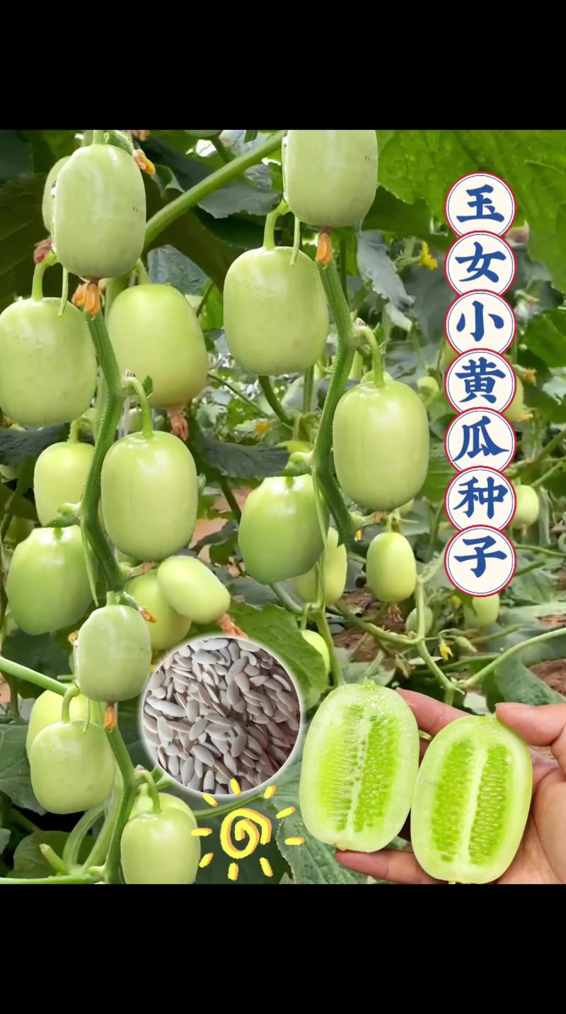 什么黄瓜种子最好?2025年资深菜农的品种选择指南 二、按食用用途选种