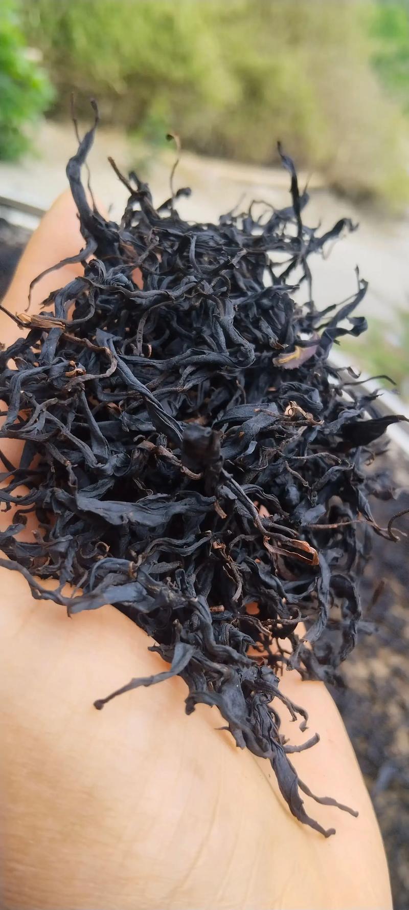古树晒红是什么茶种?揭秘云南高原的红茶珍品 古树晒红是什么茶种?揭秘云南高原的红茶珍品