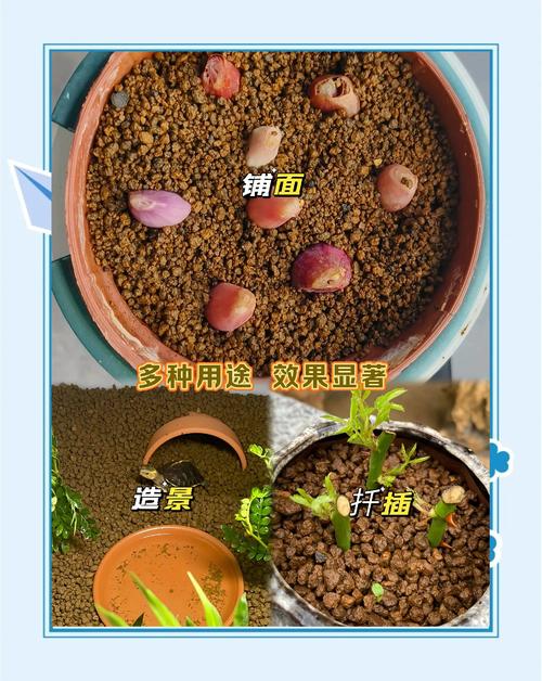 水陆缸种植物用什么土?一份超实用的土壤选择与操作指南 三、栽前处理:植物准备到位,成活率翻倍