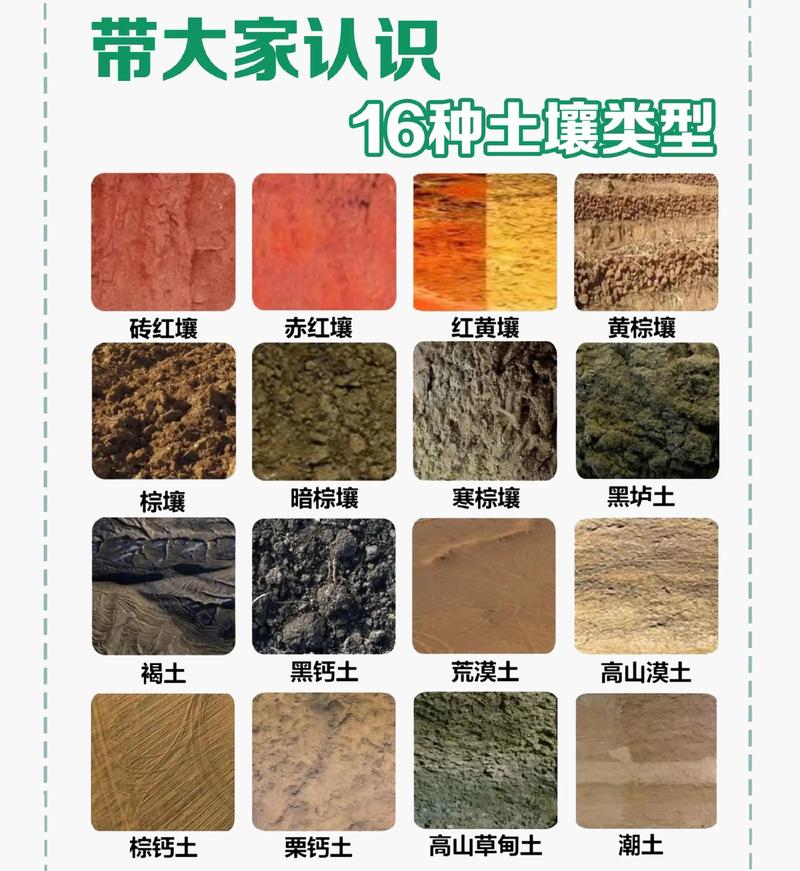 水陆缸种植物用什么土?一份超实用的土壤选择与操作指南 四、栽植深度:水陆植物,位置要分清楚