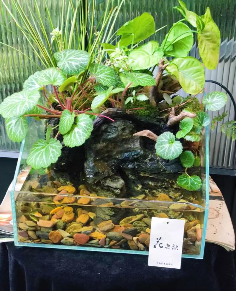 水陆缸种植物用什么土?一份超实用的土壤选择与操作指南 六、缓苗管理:给植物一个适应新家的时间