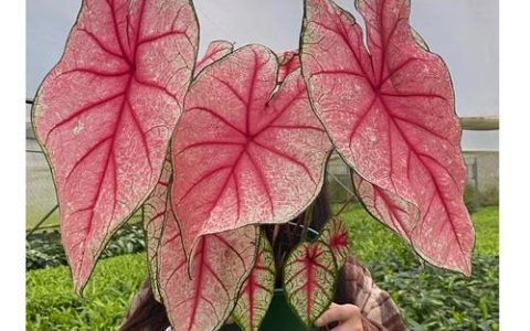 粉色大叶是什么花？——芙蓉葵百科