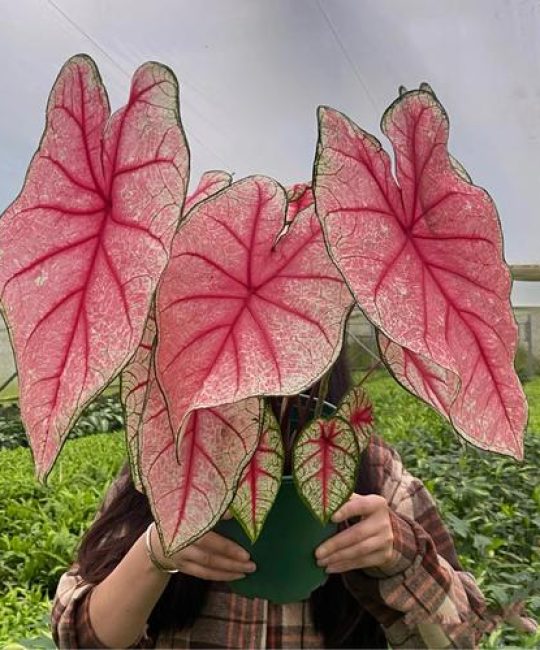 粉色大叶是什么花？——芙蓉葵百科