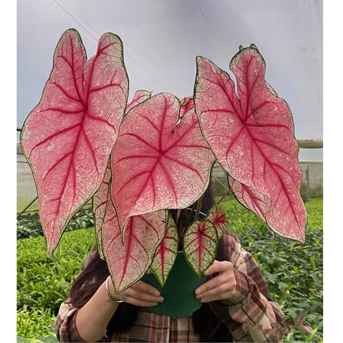 粉色大叶是什么花?——芙蓉葵百科 粉色大叶是什么花?——芙蓉葵百科