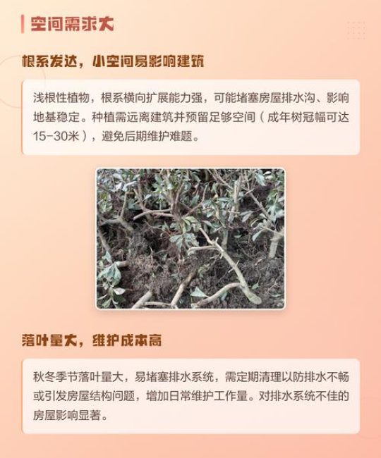 玉兰树种植避坑指南：害虫、风水与养护难点全解析