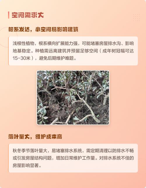 玉兰树种植避坑指南：害虫、风水与养护难点全解析