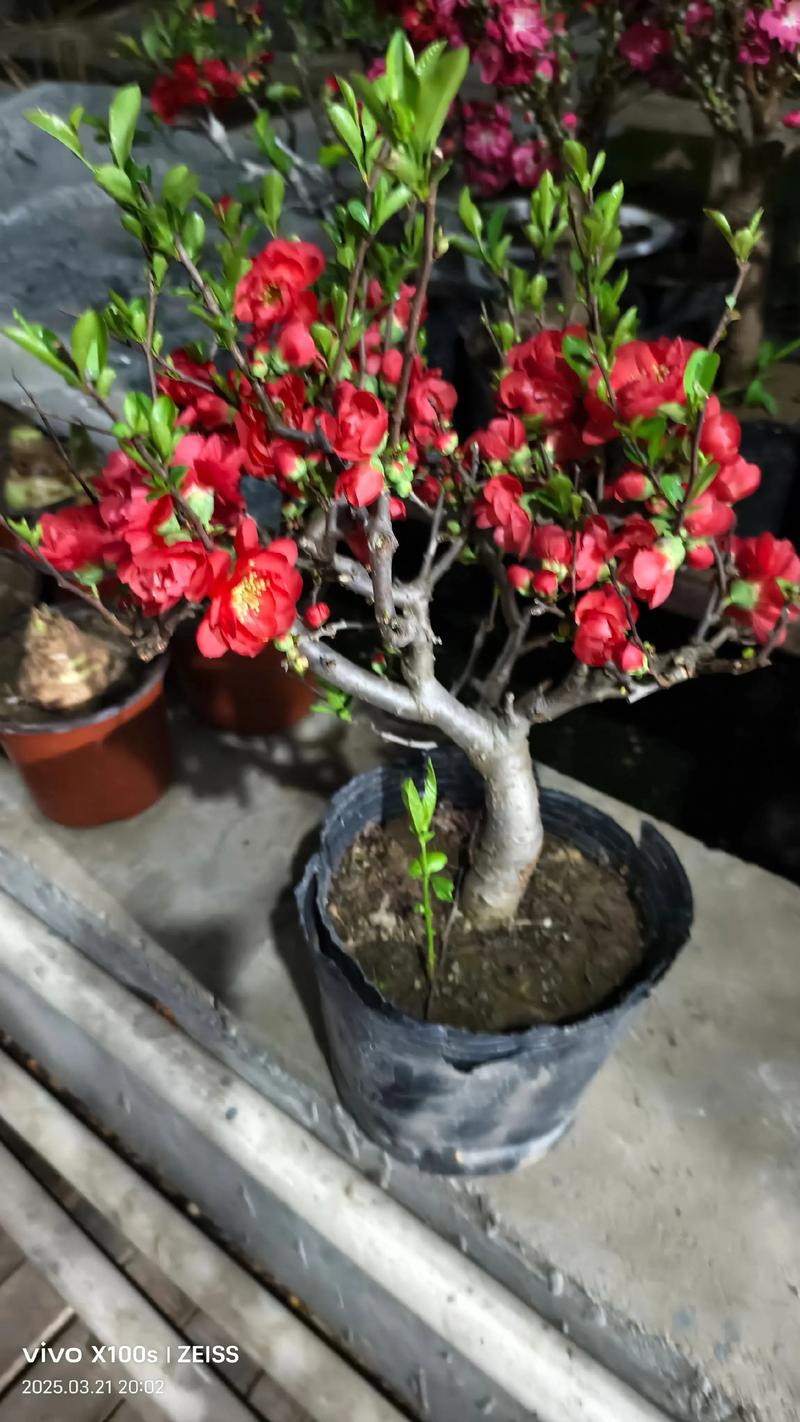广东能养海棠花吗?解锁南方湿热气候下的海棠养护指南 广东能养海棠花吗?解锁南方湿热气候下的海棠养护指南