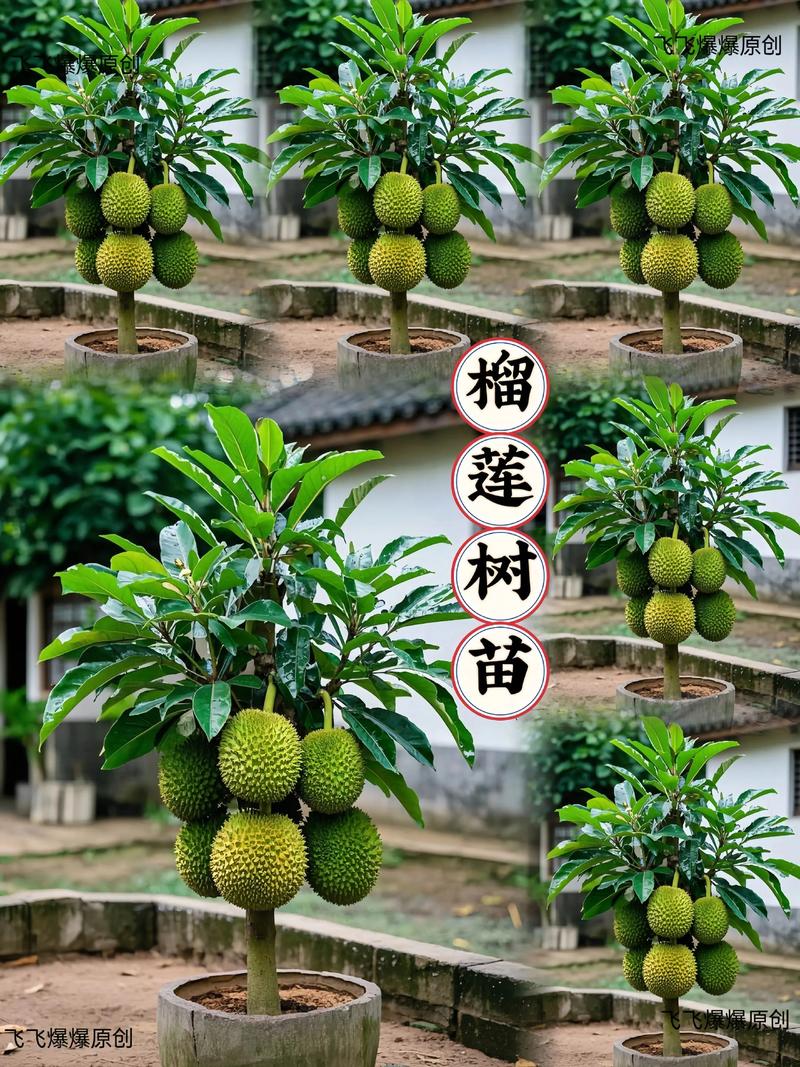 九、南北差异化种植建议（针对四川）