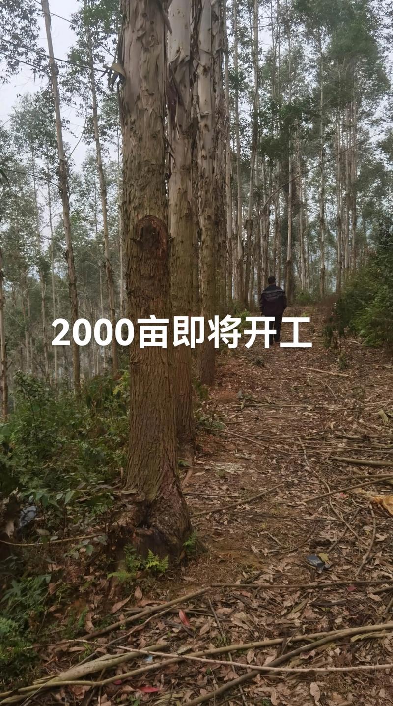 桉树现在多少钱一吨?2025年最新市场参考价格与影响因素详解 一、规格对价格的影响