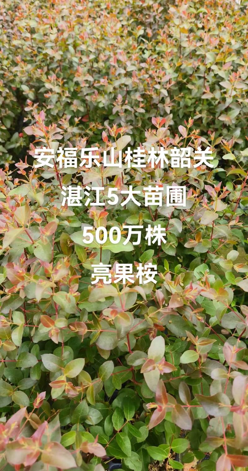 桉树现在多少钱一吨?2025年最新市场参考价格与影响因素详解 咨询指南:如何获取精准报价?