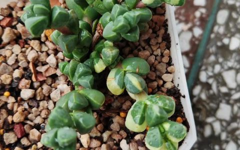 鹿角海棠怎么养开花？掌握低温春化与控水技巧，秋冬花开满盆