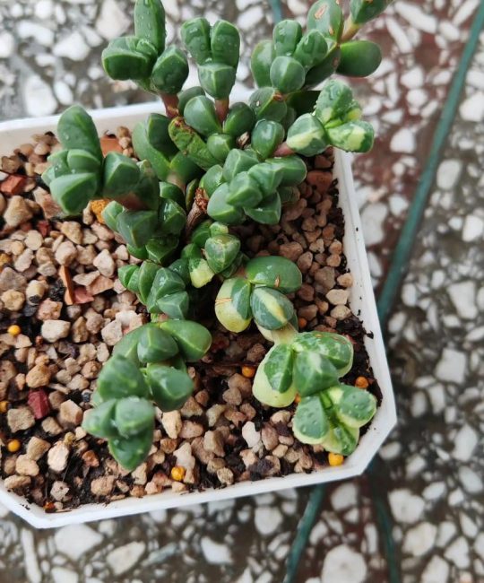 鹿角海棠怎么养开花？掌握低温春化与控水技巧，秋冬花开满盆