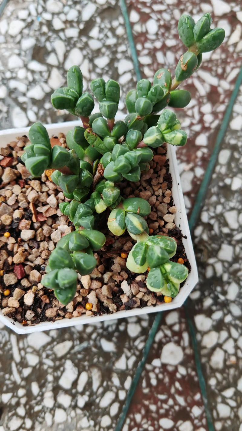 鹿角海棠怎么养开花？