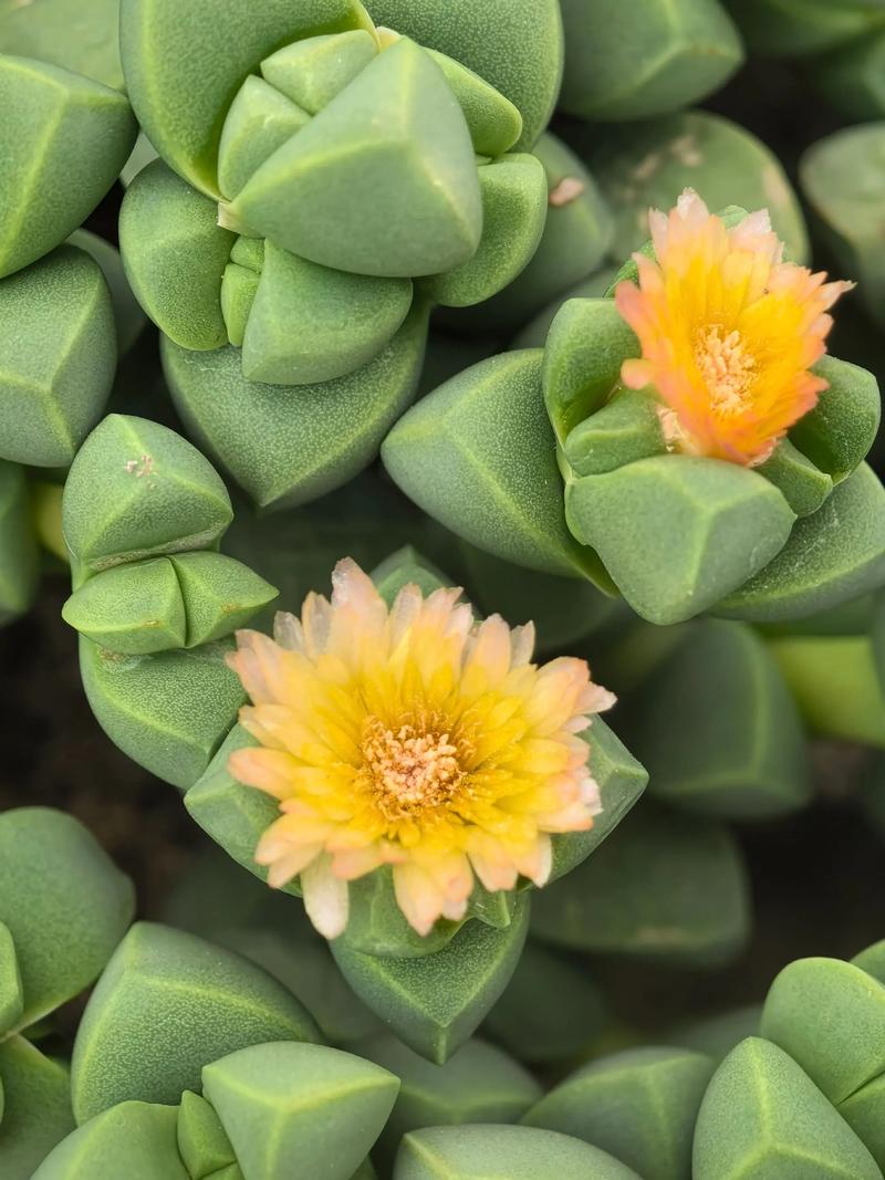 一、鹿角海棠的花期与观赏期