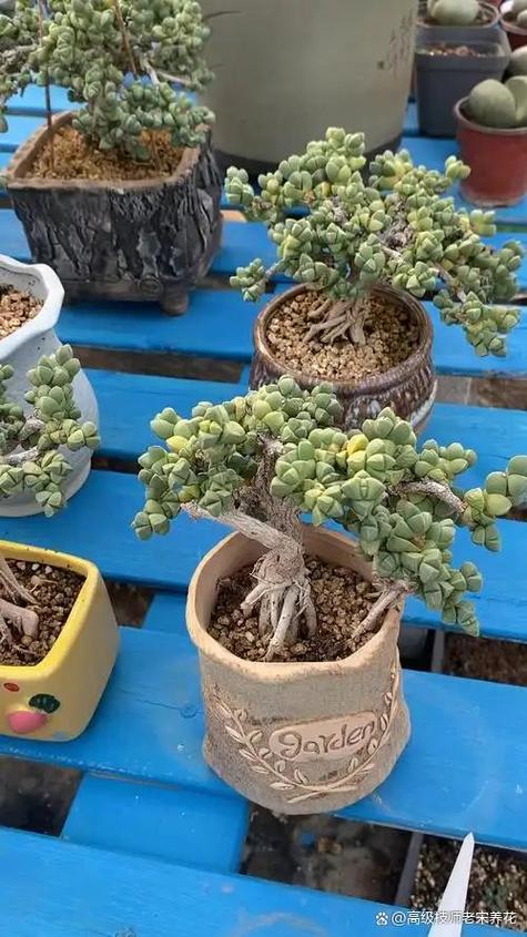 二、影响鹿角海棠开花的关键因素