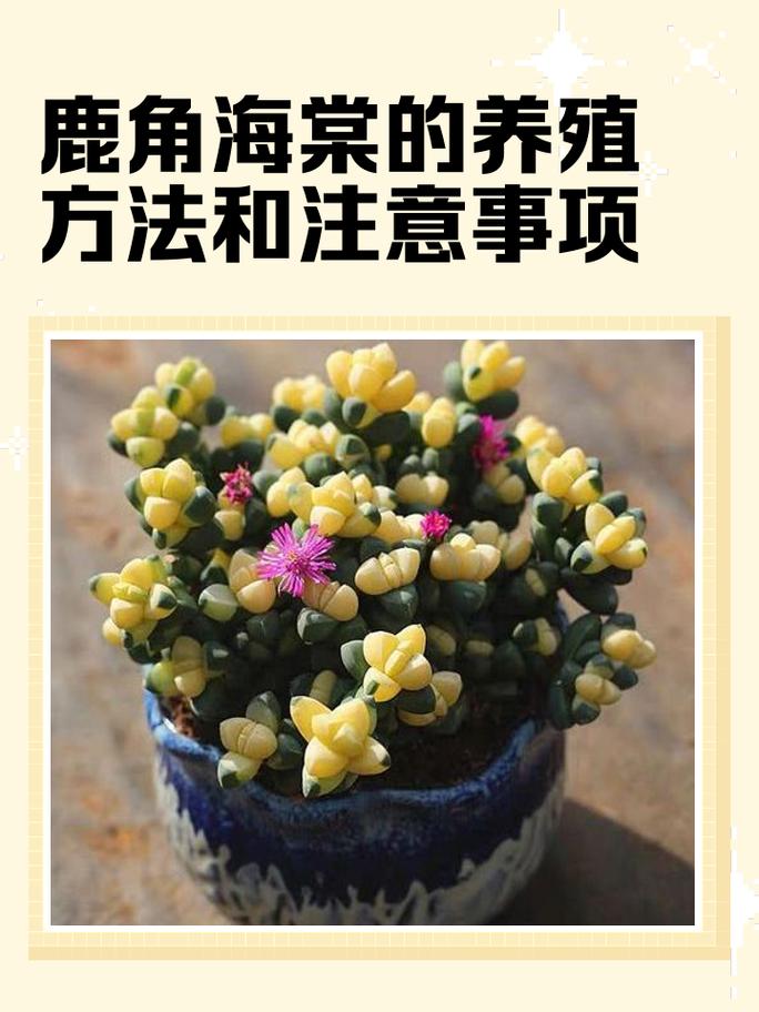 五、鹿角海棠的日常养护管理（浇水/施肥/光照/修剪/越冬越夏/换盆）