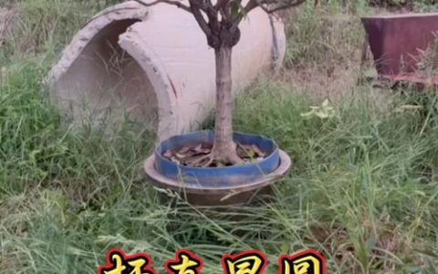 流苏树嫁接桂花：砧木选择、劈接流程与后期管理全解析