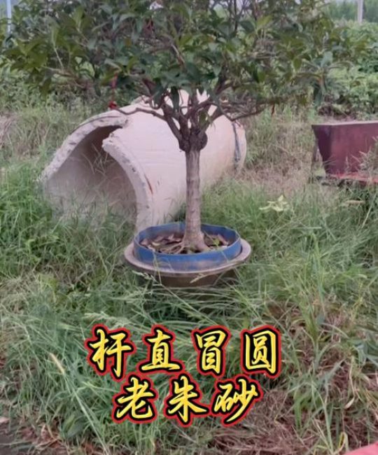 流苏树嫁接桂花：砧木选择、劈接流程与后期管理全解析