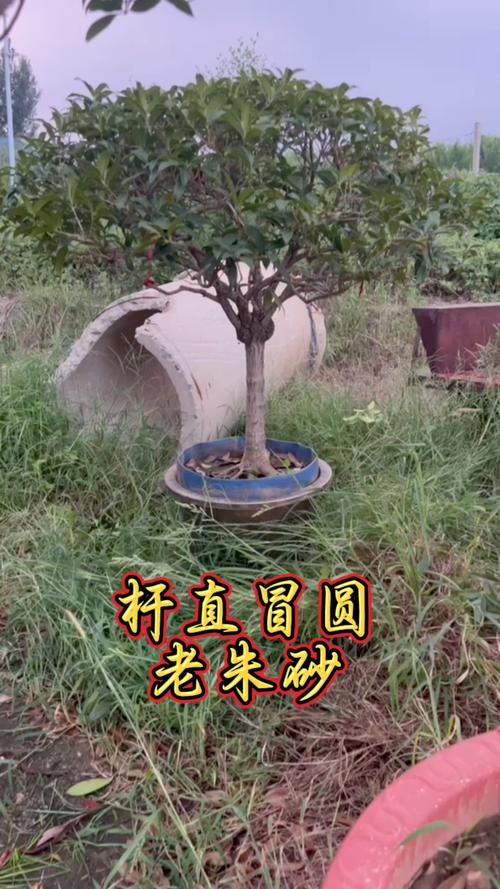 流苏树嫁接桂花：砧木选择、劈接流程与后期管理全解析