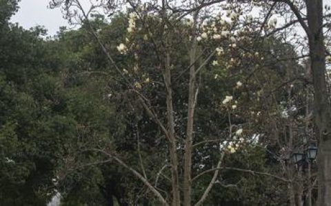 白玉兰价格参考（规格、产地、季节因素详解）