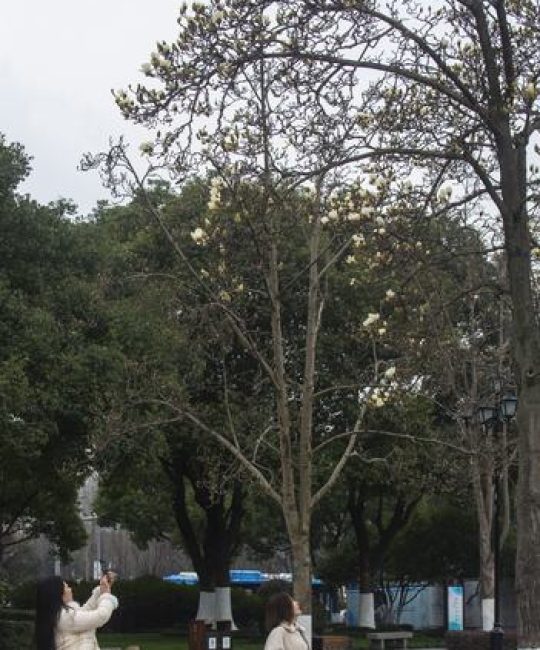 白玉兰价格参考（规格、产地、季节因素详解）