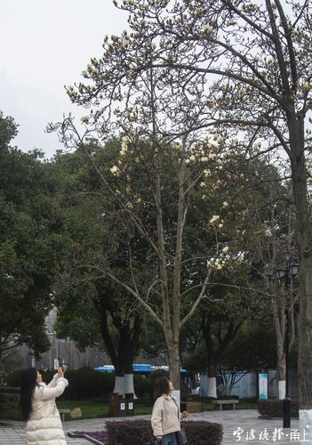 白玉兰价格参考(规格、产地、季节因素详解) 白玉兰价格参考(规格、产地、季节因素详解)