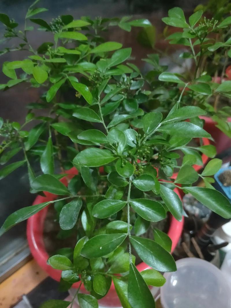 九里香为什么不开花?六大原因与促花操作指南 不开花常见原因与解决方案(结构化列表)