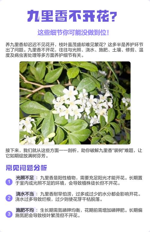 九里香为什么不开花?六大原因与促花操作指南 促花养护步骤(具体执行流程)