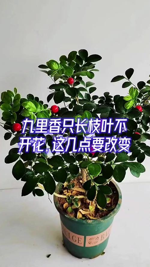九里香为什么不开花?六大原因与促花操作指南 常见问题(FAQ)