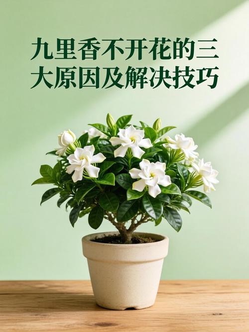 九里香为什么不开花?六大原因与促花操作指南 总结