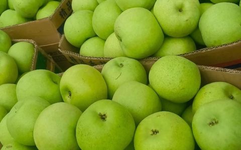 早熟梨品种大比拼：翠冠梨、丰水梨与黄冠梨哪个最好吃？
