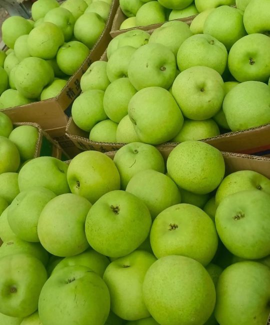 早熟梨品种大比拼：翠冠梨、丰水梨与黄冠梨哪个最好吃？