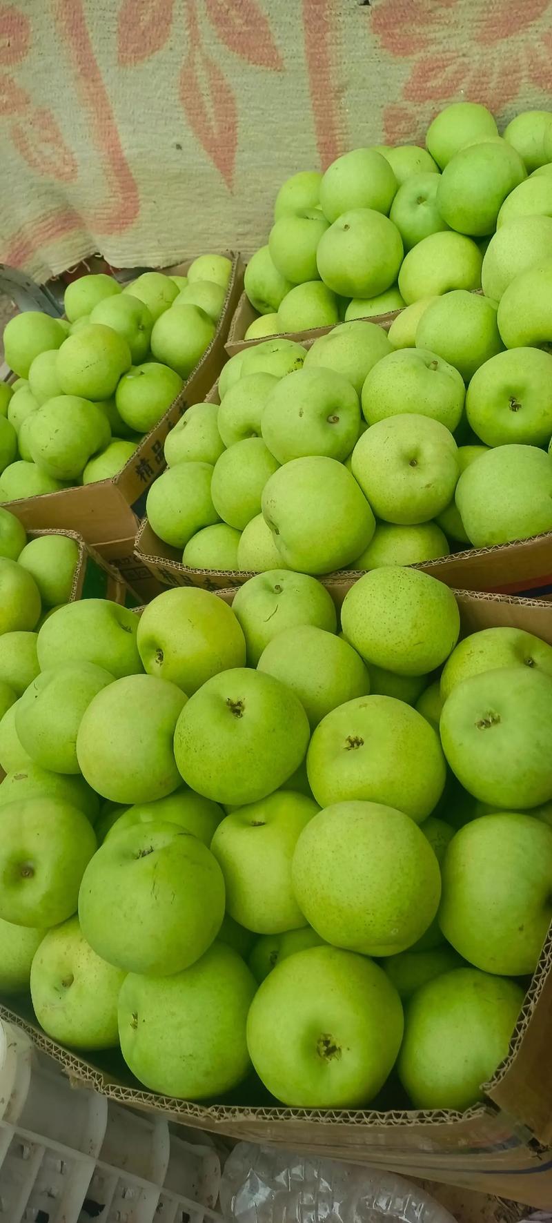 早熟梨品种大比拼:翠冠梨、丰水梨与黄冠梨哪个最好吃? 早熟梨品种大比拼:翠冠梨、丰水梨与黄冠梨哪个最好吃?
