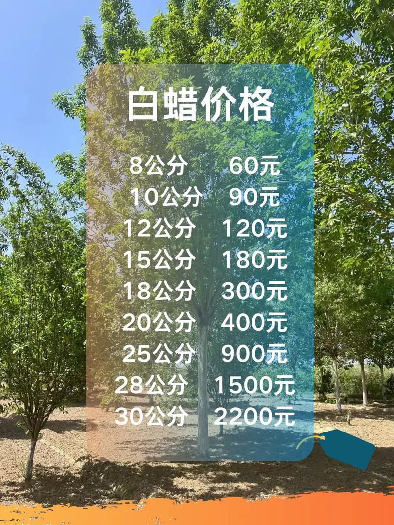 白蜡树价格多少钱一方?2026年最新行情与影响因素全解析 季节与供应周期