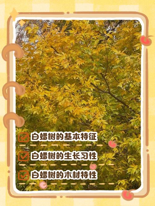 白蜡树价格多少钱一方?2026年最新行情与影响因素全解析 价格汇总表