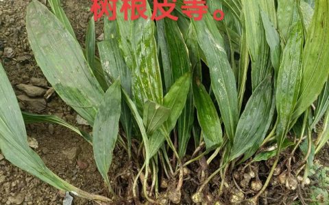 石菖蒲种苗价格多少钱一斤？2025年最新市场报价与影响因素分析
