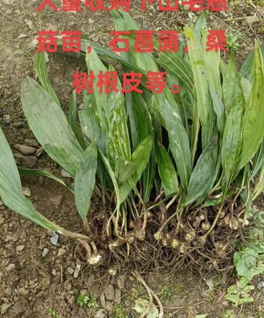 石菖蒲种苗价格多少钱一斤？2025年最新市场报价与影响因素分析