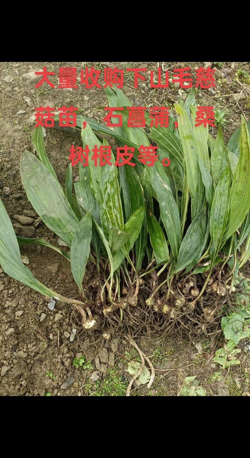 石菖蒲种苗价格多少钱一斤?2025年最新市场报价与影响因素分析 价格快速参考