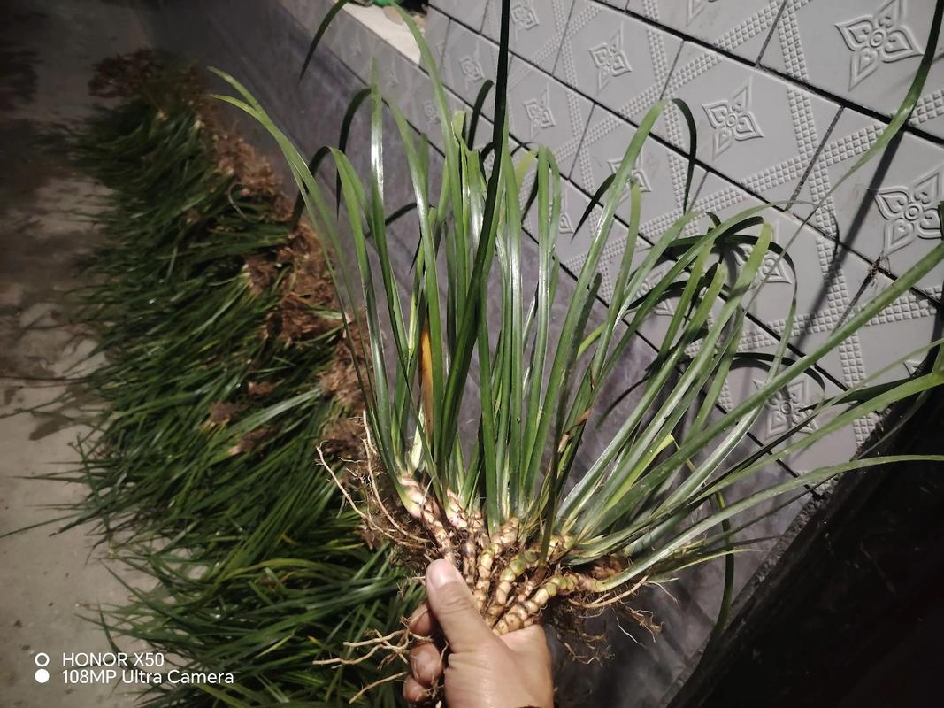 石菖蒲种苗价格多少钱一斤?2025年最新市场报价与影响因素分析 季节:春季采购性价比最高