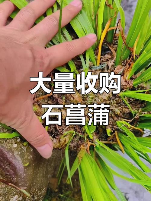 石菖蒲种苗价格多少钱一斤?2025年最新市场报价与影响因素分析 咨询指南:如何获取精准报价?