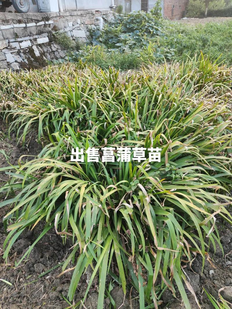 石菖蒲种苗价格多少钱一斤?2025年最新市场报价与影响因素分析 不同规格与采购量下的价格参考表