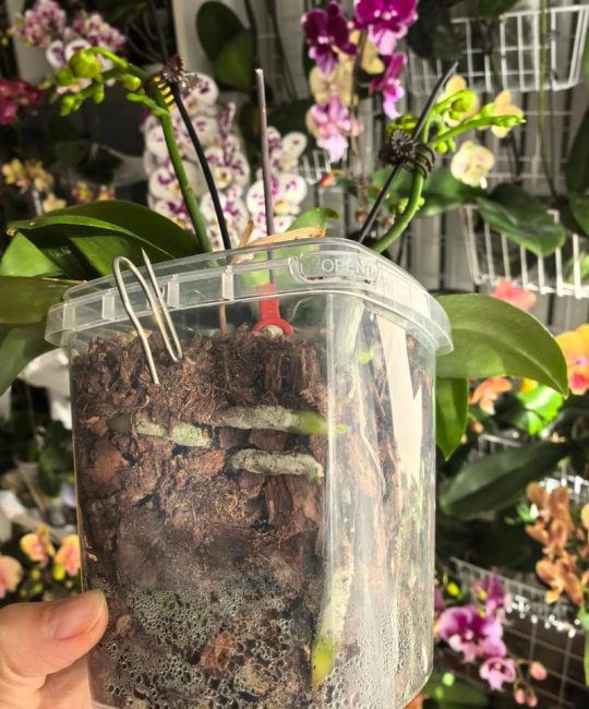 蝴蝶兰用什么土栽培最好？家庭盆栽专用配方与操作指南