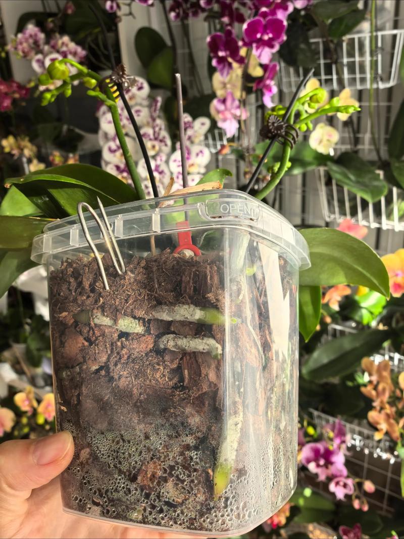 蝴蝶兰用什么土栽培最好?家庭盆栽专用配方与操作指南 蝴蝶兰用什么土栽培最好?家庭盆栽专用配方与操作指南